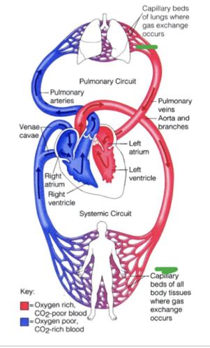 17.1: Introduction to the Heart .